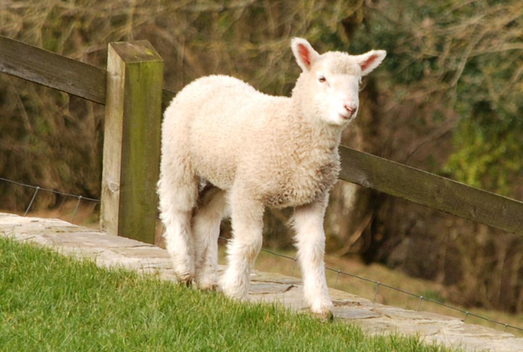 Kerswell Farmhouse Totnes Zewnętrze zdjęcie