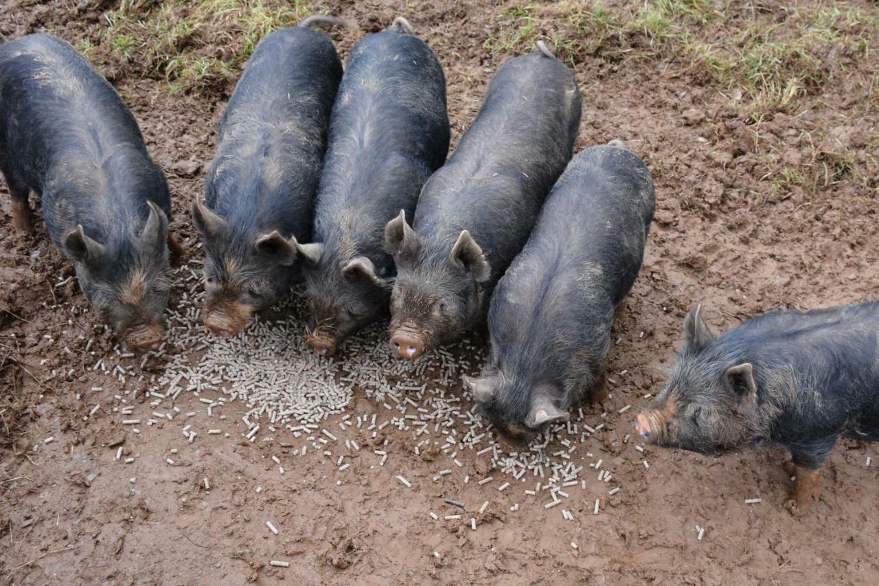 Kerswell Farmhouse Totnes Zewnętrze zdjęcie
